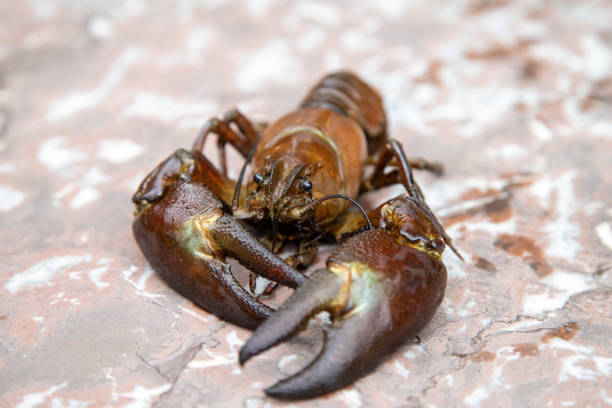 Close-up of signal crayfish Close-up of signal crayfish, Pacifastacus leniusculus river crab stock pictures, royalty-free photos & images