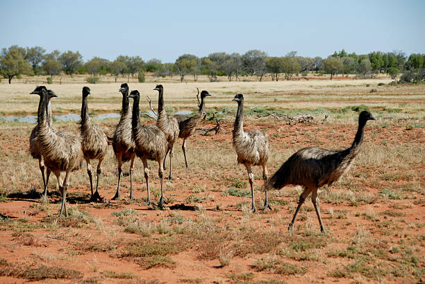 istock Flock of Australian Emus 125913224