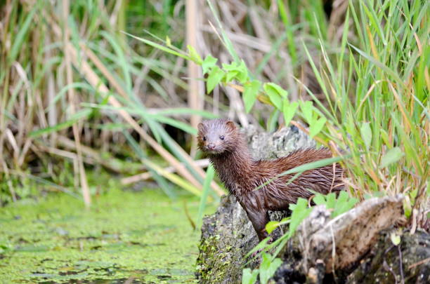 Wild American mink A wild American mink in a swamp in Ontario, Canada. mink fur stock pictures, royalty-free photos & images