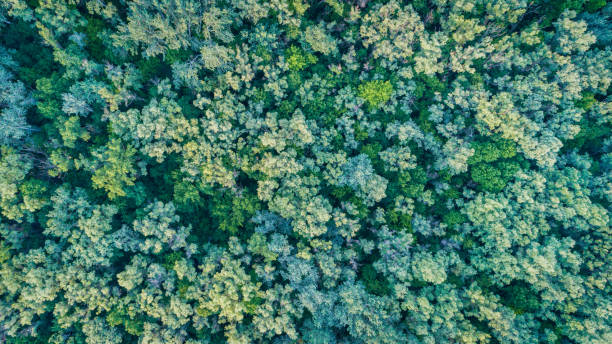 istock Aerial top view forest, Texture of forest view from above. 1259134623