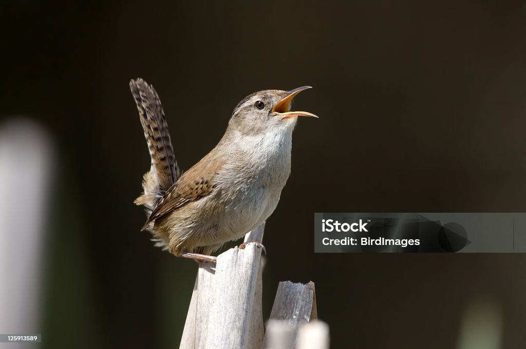 Marsh 굴뚝새 노래 on 캣테일 - 로열티 프리 굴뚝새과 스톡 사진