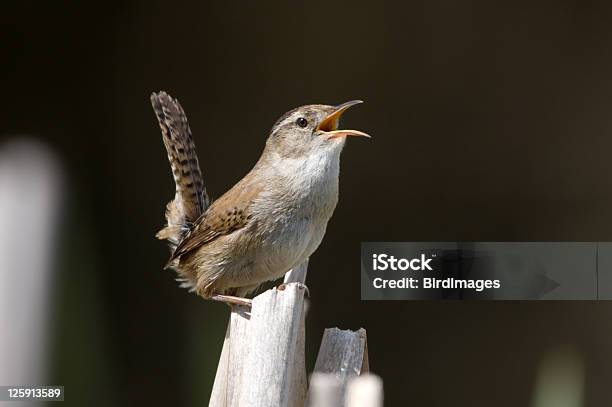 Pântano Wren Cantar Em Cattails - Fotografias de stock e mais imagens de Carriça - Carriça, Ave canora, Canto de passarinho