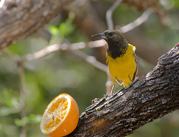 istock Scott's Oriole - Immature Male 125913602