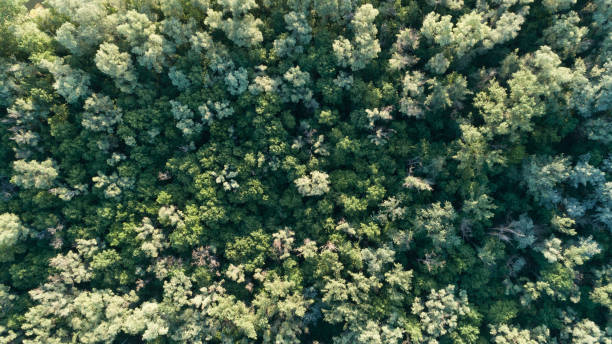 istock Aerial top view forest, Texture of forest view from above. 1259136226