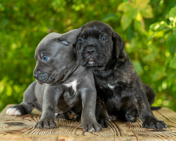 istock puppy dog sitting in front 1259136491