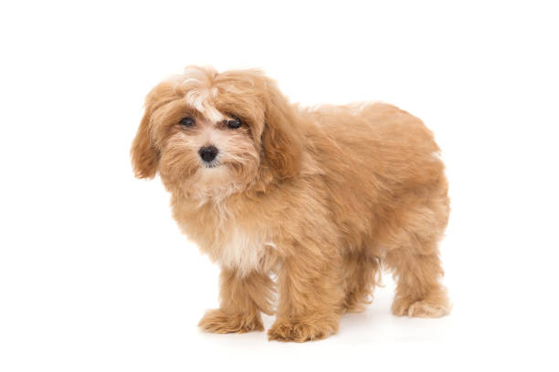 istock Little puppy maltipoo 1259136538