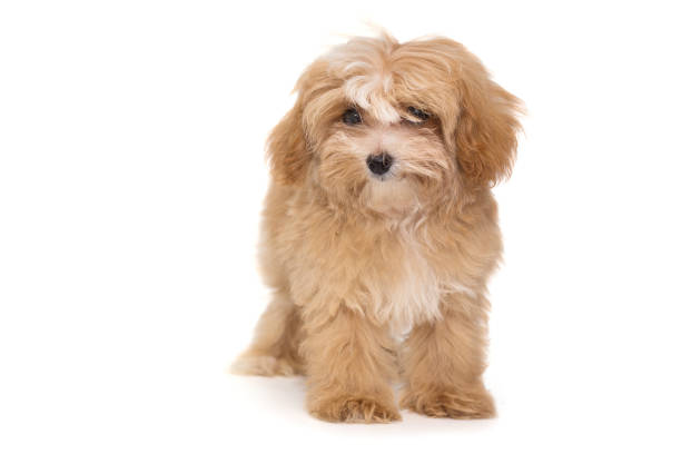 istock Little puppy maltipoo 1259136601