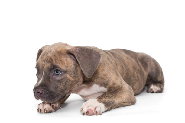 mały amerykański łobuz - mixed breed dog american bulldog dog isolated zdjęcia i obrazy z banku zdjęć