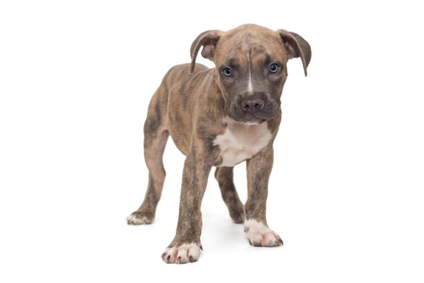 mały amerykański łobuz - mixed breed dog american bulldog dog isolated zdjęcia i obrazy z banku zdjęć