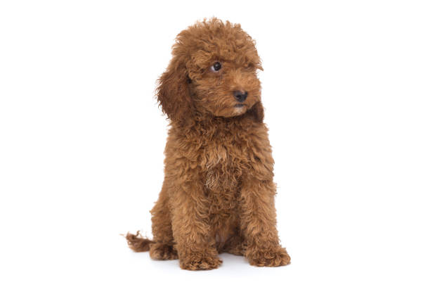 istock Puppy poodle chocolate color 1259136630