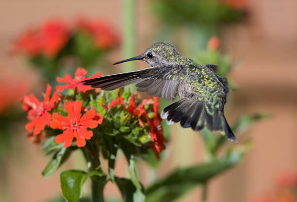 anna's hummingbird - bird hummingbird flying annas hummingbird stock-fotos und bilder