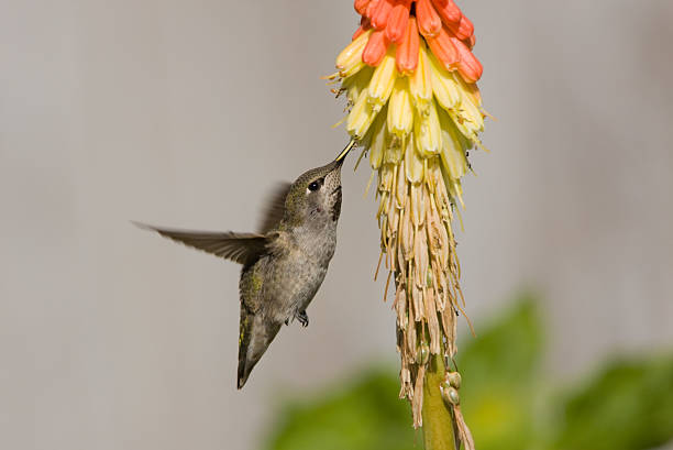 anna's hummingbird - bird hummingbird flying annas hummingbird stock-fotos und bilder