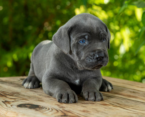 istock puppy dog sitting in front 1259138925