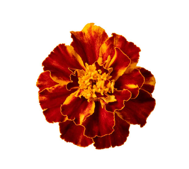 istock Isolated flower on a white background. Marigold 1259139267