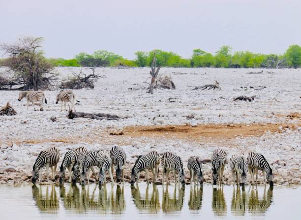 istock Safari Pictures 1259140361