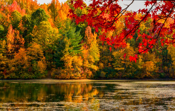 Fall Colors Fall foliage at Dallabach Lakes in East Brunswick, New Jersey. woodland photos stock pictures, royalty-free photos & images