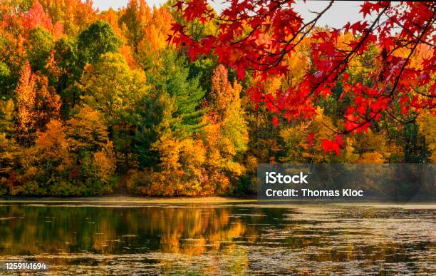 Fall Colors Stock Photo - Download Image Now - Autumn, Autumn Leaf Color, Forest