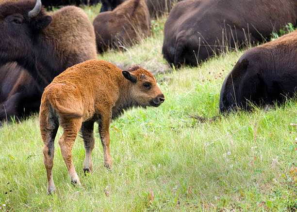 istock North American Wood Bison Calf 125914171