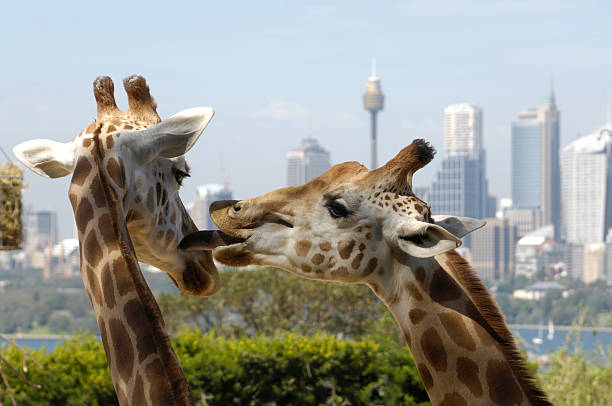 Close up of one giraffe licking another in the face stock photo