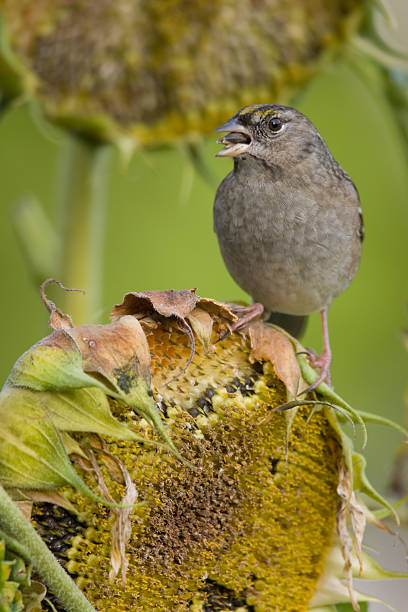 Golden-crowned sparrow harvesting seeds from a sun flower