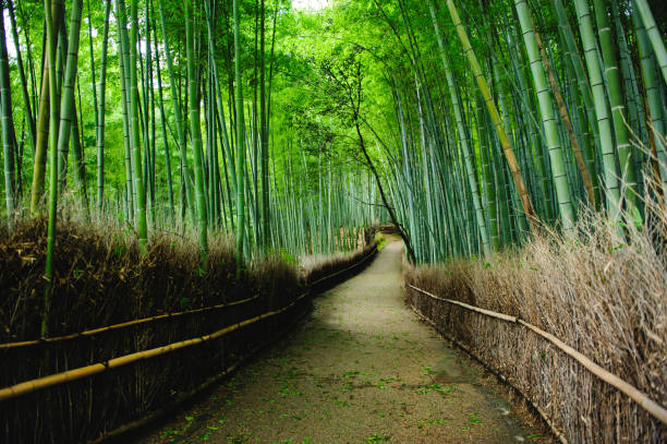 istock Bamboo forest 'Chikurin' in Arashiyama, Kyoto, Japan. 1259144427