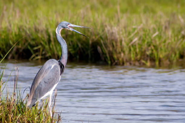 трехцветный горон на национальном побережье острова асатеаг, md - tricolored heron стоковые фото и изображения