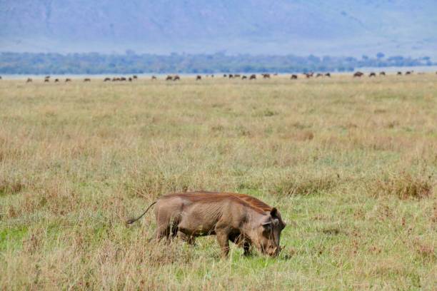 istock A pair of warthogs grazing together 1259144948