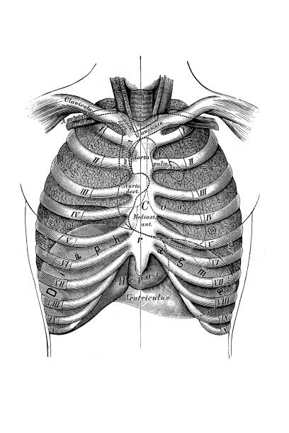 Topography of the breast viscera Illustration of a Topography of the breast viscera drawing of rib cage anatomy stock illustrations