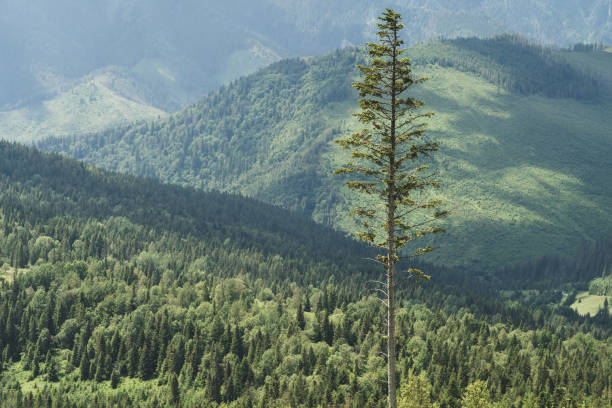 Single tall tree standing out from smaller trees in forest. Solitude, loneliness or standing out from crowd concept Single tall tree standing out from smaller trees in forest. Solitude, loneliness or standing out from crowd concept protruding stock pictures, royalty-free photos & images