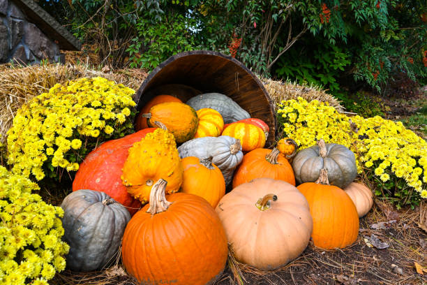 istock Gourds and Pumpkins 1259150059