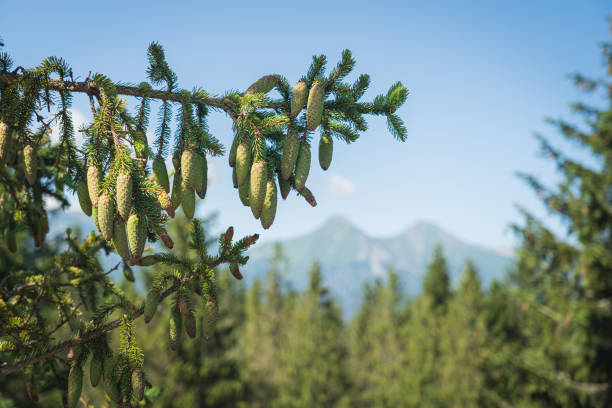 green pine forests in mountain