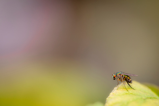 Fly on a leaf, green grunge background, bokeh,