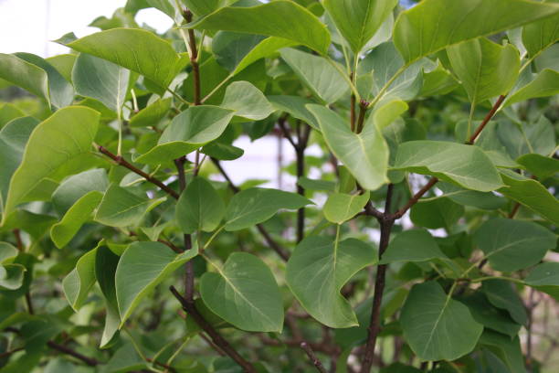 istock plant in the greenhouse 1259150356