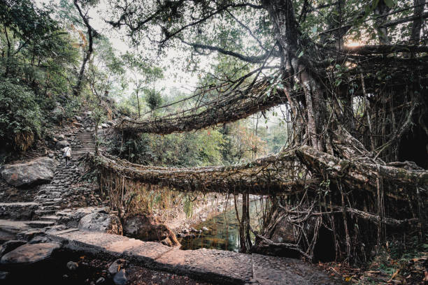 istock Living root bridge, Meghalaya 1259150676