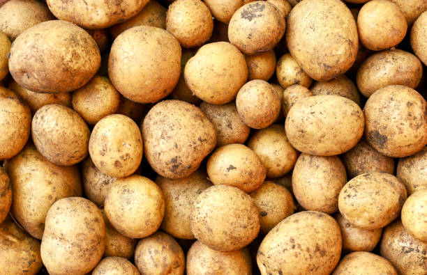 istock Young potatoes close-up, potato background. The view from top 1259150934