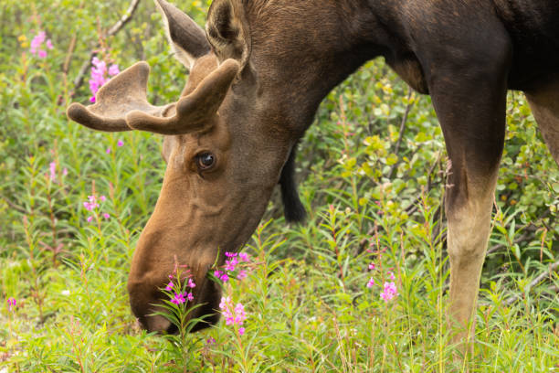 Bull Moose Eating Flowers in Summer stock photo
