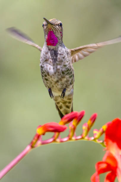 istock Anna's hummingbird (Calypte anna), BC, Canada 1259152972