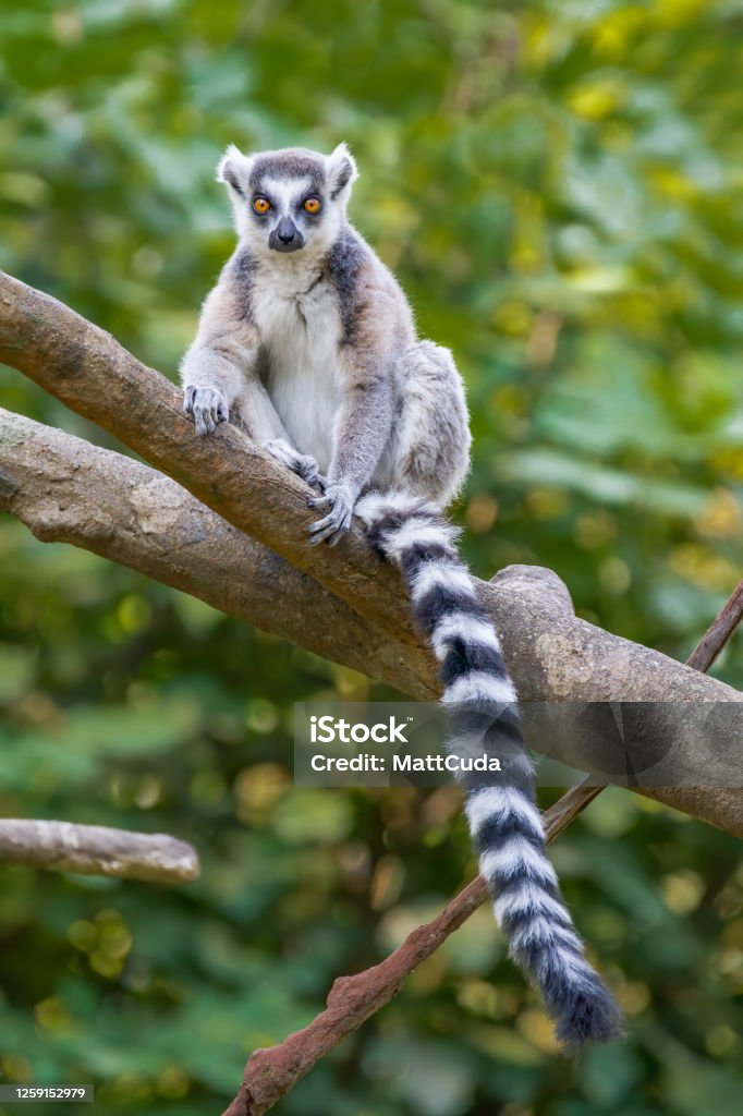 Ring-tailed Lemur A lemur hanging out on a tree branch. Lemur Stock Photo