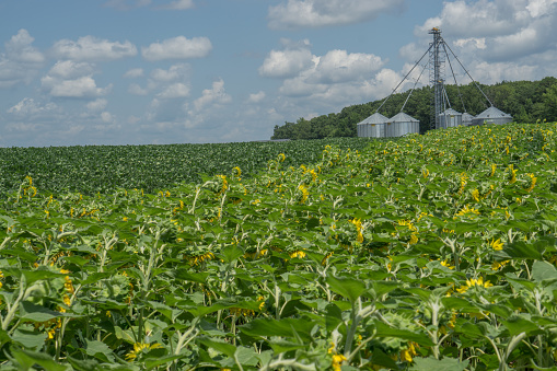 Beautiful sunflower and soybean field with grain silos in background in southern Virigina