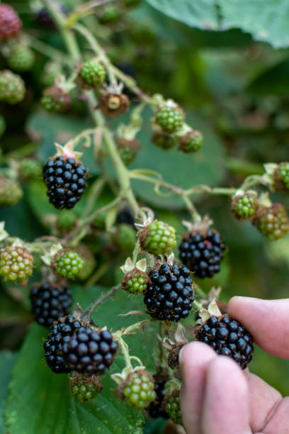 istock Blackberry picking from the bush 1259154129