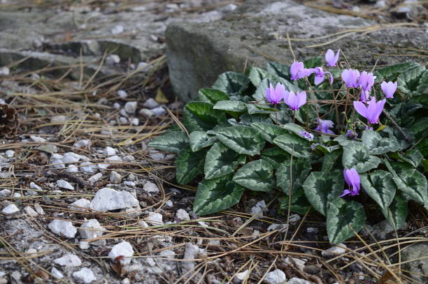 cyclamen hederifoliumwith lila flowers