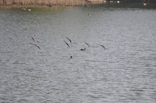 istock The beautiful bird black-winged stilt (Himantopus himantopus) in the natural environment 1259159921
