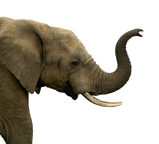 elephant bull isoliert auf weiss - afrikanischer elefant stock-fotos und bilder