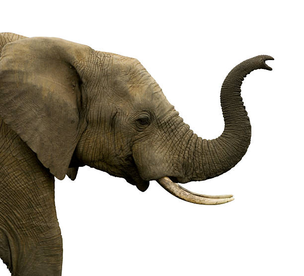 Animal Trunk Stock Photos, Pictures & Royalty-Free Images - iStock Animal Trunk Stock Photos, Pictures & Royalty-Free Images - iStock