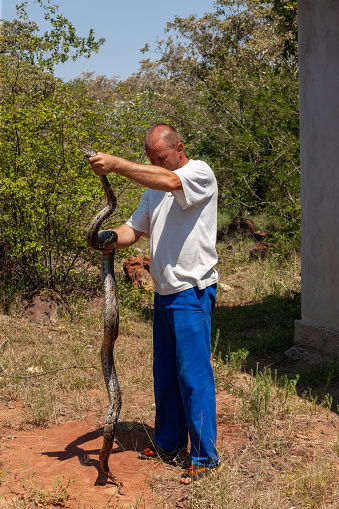 Caucasian man catching a giant snake