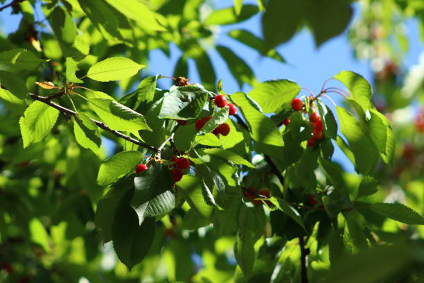 istock Close up of cherries on tree branch 1259161837
