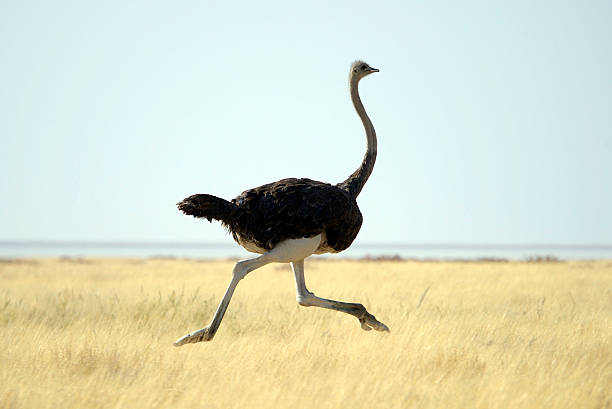istock Ostrich running through tall grass on a clear day 125916995