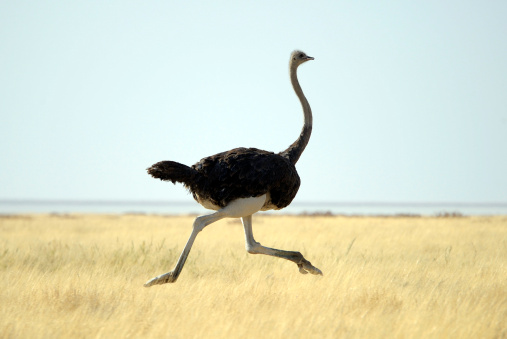 Africa Namibia , Etosha National Park  Ostrich running