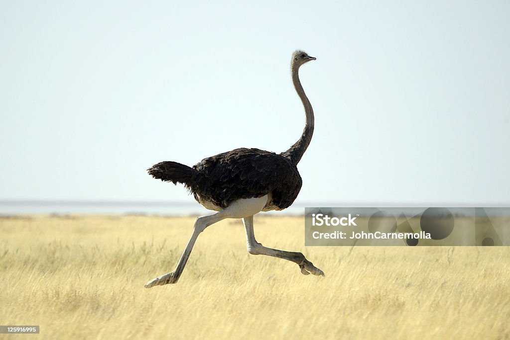 Ostrich running through tall grass on a clear day Africa Namibia , Etosha National Park  Ostrich running Ostrich Stock Photo