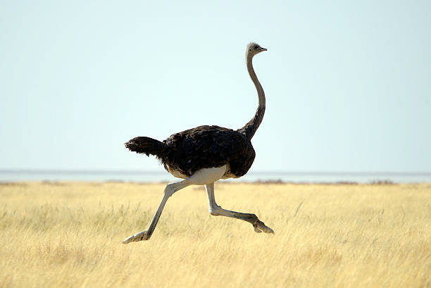 Ostrich running through tall grass on a clear day stock photo